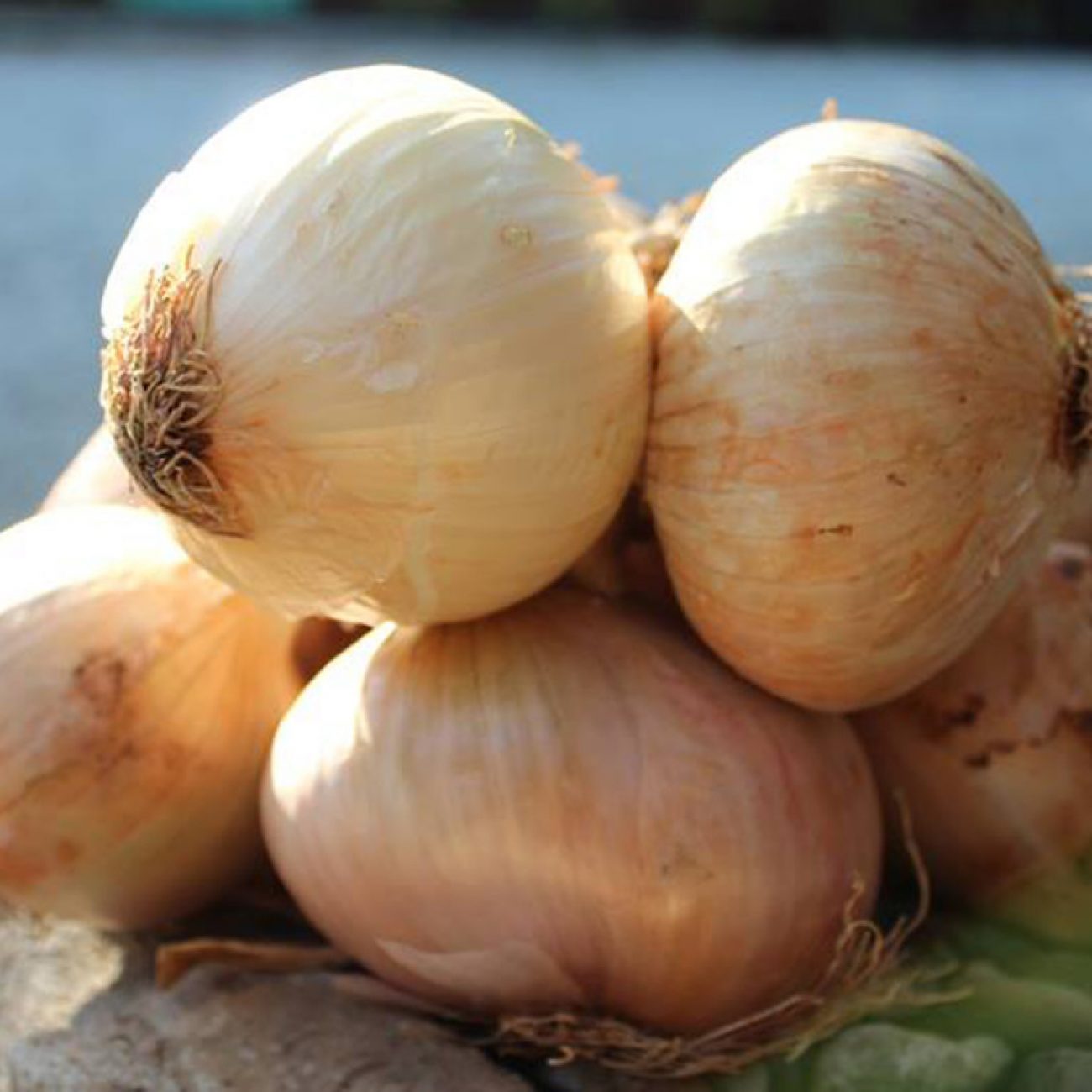 cipolla di vatolla